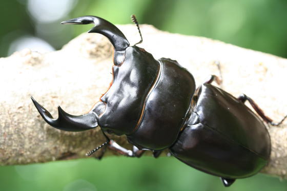 ネパールアンタエウス