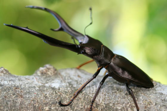 インペラトールホソアカクワガタ｜ドルクスダンケ