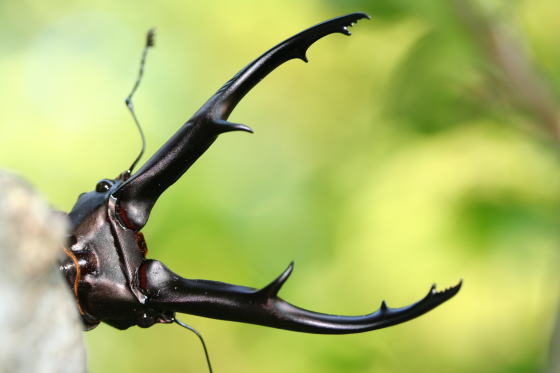 インペラトールホソアカクワガタ