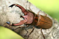 パスチュールホソアカクワガタ_イメージ