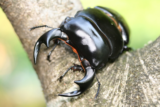 カチンアンタエウス