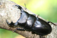 ジャワパリーオオクワガタ_イメージ