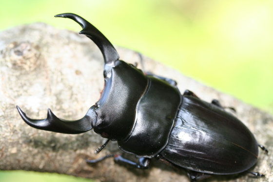 スマトラパリーオオクワガタ｜ドルクスダンケ