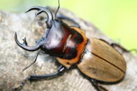 ブルークツヤクワガタ_イメージ