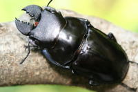 ラティペニスツヤクワガタ_イメージ