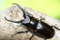 デキピエンスノコギリクワガタ｜ドルクスダンケ