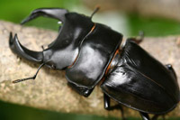 国産オオクワガタ幼虫 単品_イメージ