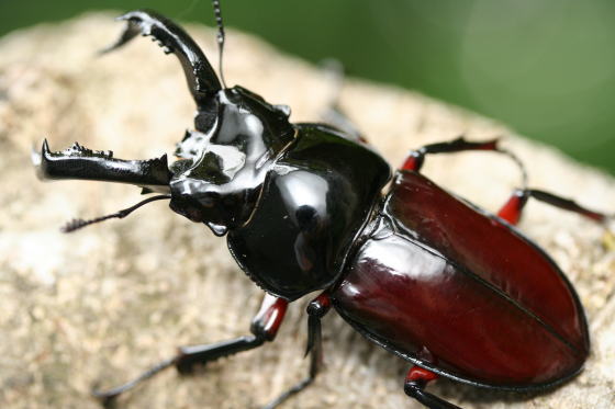 オーベルチュールシカクワガタ