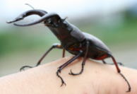 ノコギリクワガタ_イメージ