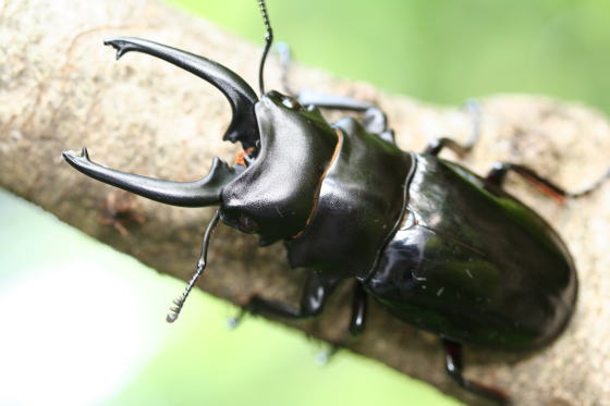 ダールマンツヤクワガタ ペレン島産