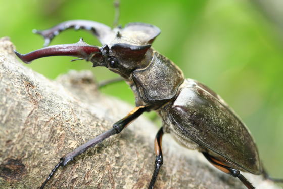 ミヤマクワガタ