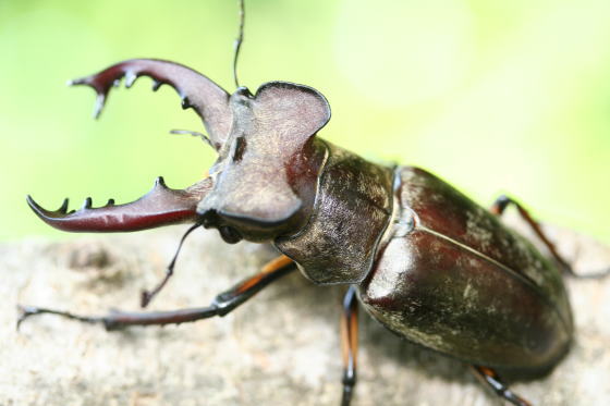 クワガタ カブトムシ ヒラタ ミヤマ コクワ ノコギリ 標本 10個体 剥製 ミヤマクワガタ｜ドルクスダンケ