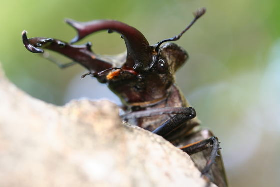 ミヤマクワガタ