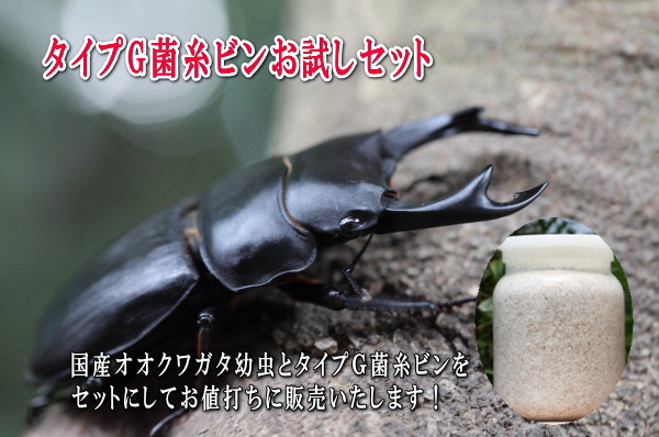 【お試しセット価格】オオクワガタ幼虫+タイプＧ菌糸瓶_イメージ