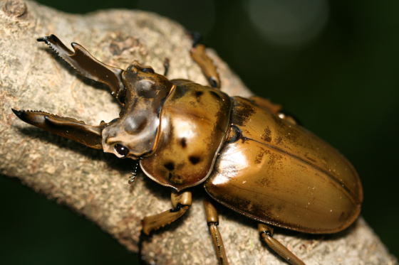 モセリオウゴンオニクワガタ