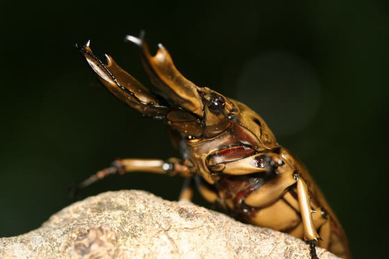 モセリオウゴンオニクワガタ