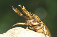 モセリオウゴンオニクワガタ_イメージ