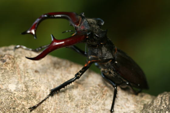 ヨーロッパミヤマクワガタ