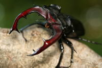 ヨーロッパミヤマクワガタ_イメージ