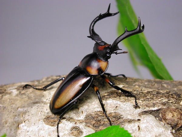 スペキオススシカクワガタ