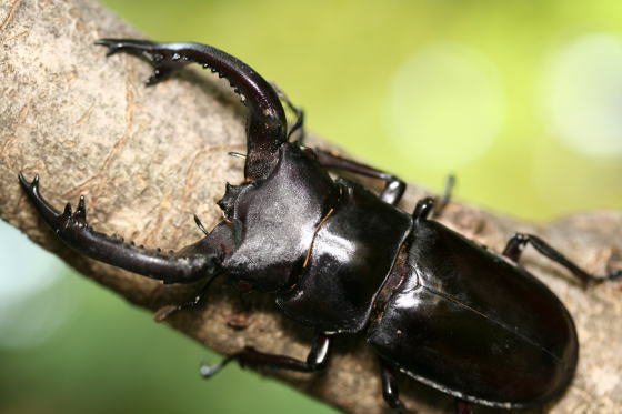 フォルスターフタマタクワガタ キヨタミ
