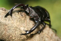 フォルスターフタマタクワガタ キヨタミ_イメージ