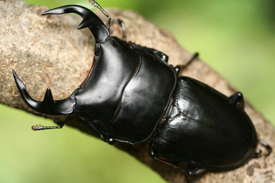 インドグランディス