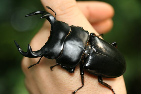 くわかぶプラネット 大型インドグランディスオオクワガタペア ⁄