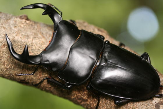 インドグランディス