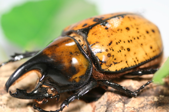 マヤシロカブト