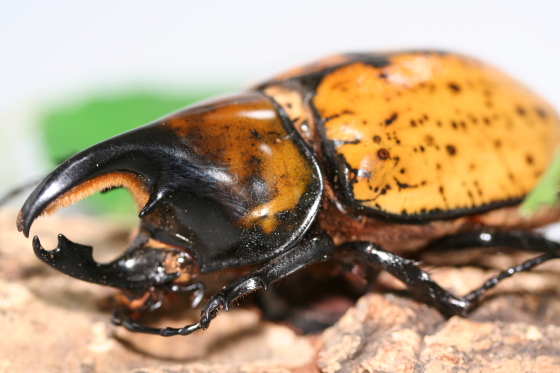 マヤシロカブト