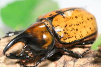 マヤシロカブト_イメージ