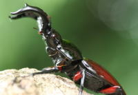 オーベルチュールシカクワガタ_イメージ