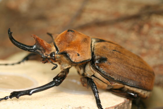 エレファスゾウカブト｜ドルクスダンケ