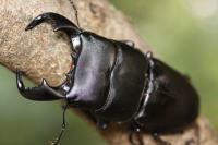 ダイオウヒラタクワガタ_イメージ