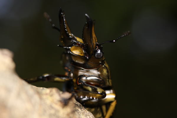 ローゼンベルグオウゴンオニクワガタ｜ドルクスダンケ