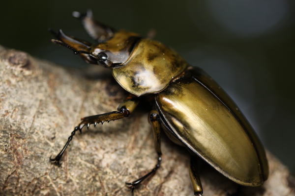 ローゼンベルグオウゴンオニクワガタ｜ドルクスダンケ