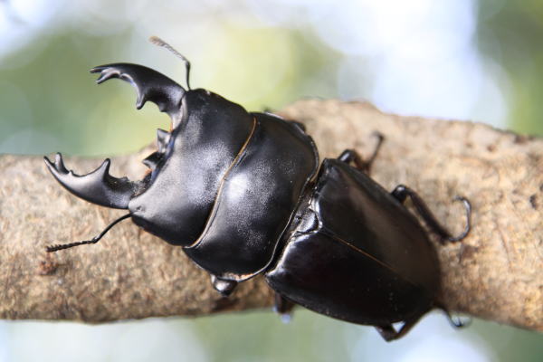 アルキデスオオヒラタ