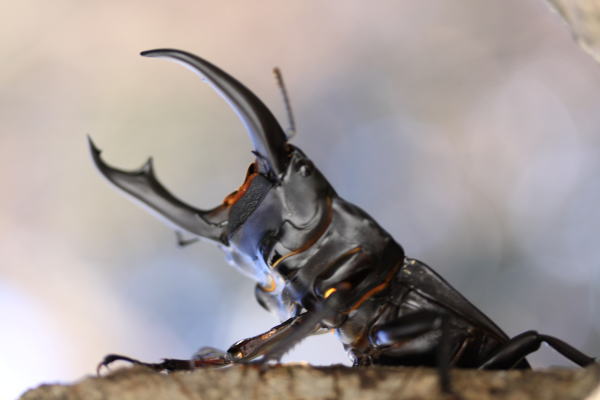 シェンクリングオオクワガタ