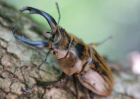 ストリアータツヤクワガタ_イメージ