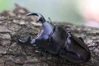 クルビデンスババイ._イメージ