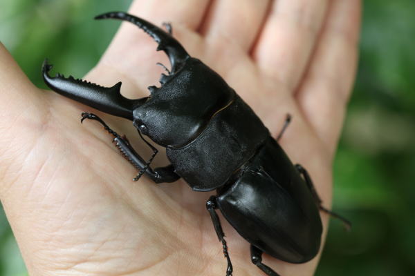 【♂単】【100up】パラワンオオヒラタクワガタ パラワンオオヒラタクワガタ100mmオス単品 : カブトムシ専門店ヘラゾウ