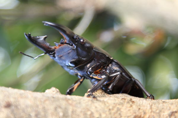 アルキデスオオヒラタクワガタ【短〜中歯】☆アウトレット☆