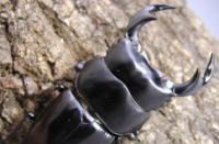 ブータンアンタエウス_イメージ