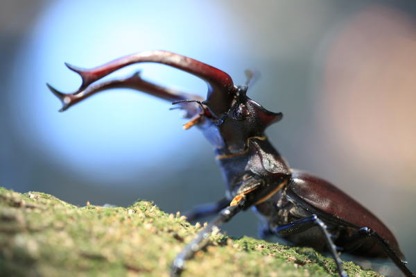 ユダイクスミヤマクワガタ