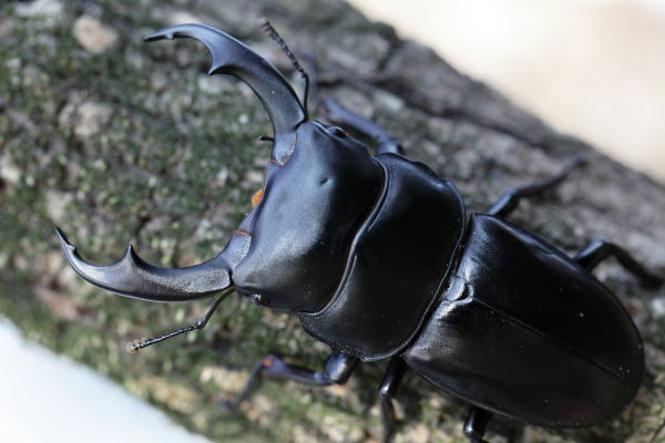 シェンクリングオオクワガタ