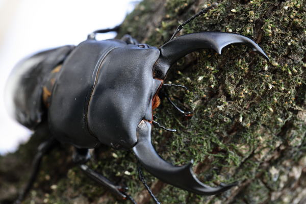 シェンクリングオオクワガタ