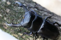 シェンクリングオオクワガタ_イメージ