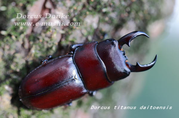 ダイトウヒラタクワガタ