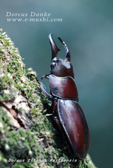 ダイトウヒラタクワガタ